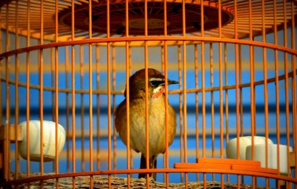 Conținutul songbird Bird scatiu în captivitate
