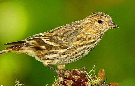 Conținutul songbird Bird scatiu în captivitate