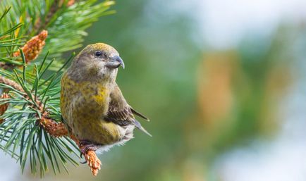 Descriere loxia Bird, întreținerea și îngrijirea la domiciliu, fotografii