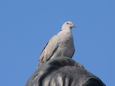 O pasăre a zburat în casă sau fereastra