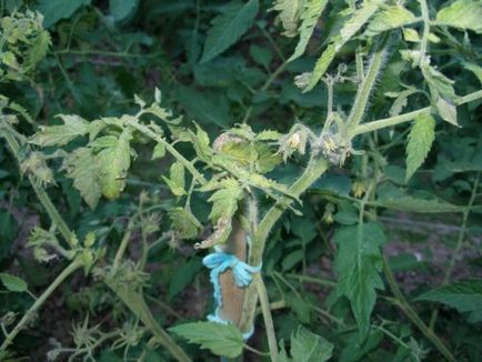 Petele de pe frunzele de tomate, boala de tomate răsad