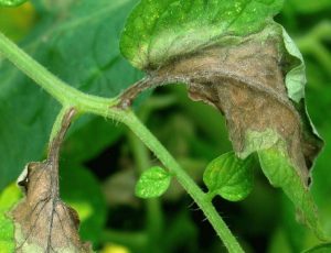 Petele de pe frunzele de tomate în tomate negru bacteriene, galben a apărut în răsaduri sunt acoperite