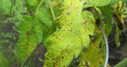 Petele de pe frunzele de tomate în tomate negru bacteriene, galben a apărut în răsaduri sunt acoperite