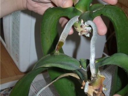 Propagarea de orhidee Phalaenopsis in casa cu copiii, tulpini butași, semințe,