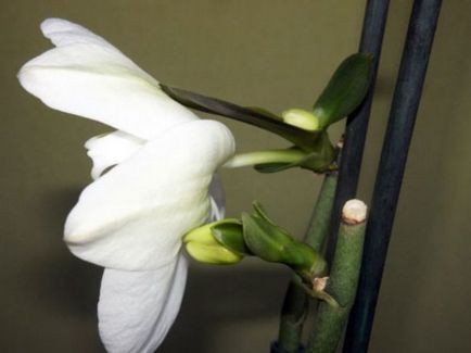 Propagarea de orhidee Phalaenopsis in casa cu copiii, tulpini butași, semințe,