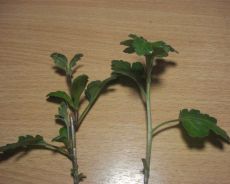 Chrysanthemum butași de reproducere (butași de reproducere crizantema) Propagarea prin butași de crizanteme