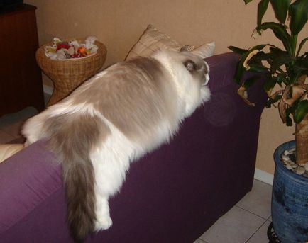 Ragdoll, pisica întotdeauna relaxat