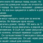 Rusă albastru pisică fotografie și prețul, caracterul și descrierea elementele de bază de rocă, caracteristici,