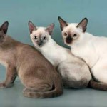 Rusă albastru pisică fotografie și prețul, caracterul și descrierea elementele de bază de rocă, caracteristici,