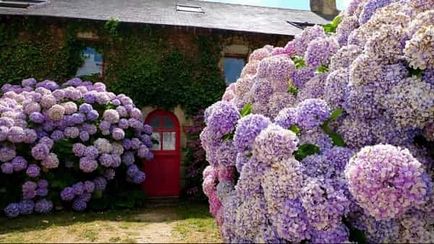 plantare hortensie Garden și de îngrijire în câmp deschis