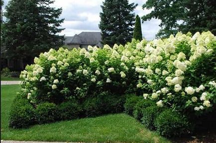 plantare hortensie Garden și de îngrijire în câmp deschis