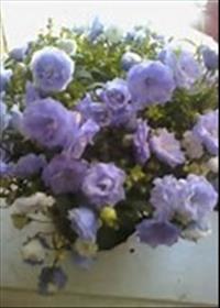 flori de grădină mireasa ( „mireasa de mire“ flori) Grădină de flori mireasa