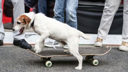 Câinele cel mai singuratic din lume și are 6 bine cunoscute animale actori-