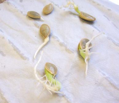 Semințe de castravete germinează cum ar fi modul de a absorbi și a pus ca să germineze semințele de castraveți