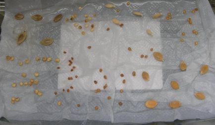 Semințe de castravete germinează cum ar fi modul de a absorbi și a pus ca să germineze semințele de castraveți