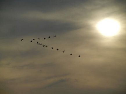 migrația sezonieră a păsărilor - de ce păsările zboară departe pentru a climatele mai calde