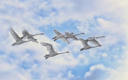 migrația sezonieră a păsărilor - de ce păsările zboară departe pentru a climatele mai calde