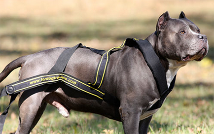 Harnasament pentru câini cu propriile mâini - dogcollar - muniție și accesorii pentru câini