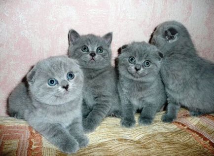 Scottish Fold - mai ales de rock