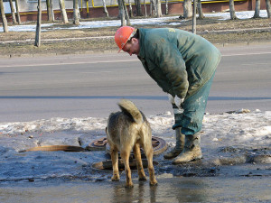 Bine pentru mersul pe jos câinele în locul greșit în România,