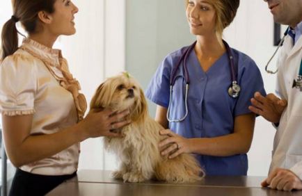 Simptome și semne de viermi la câini
