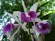 Semnificația simbolică a orhidee - flori și plante de interior