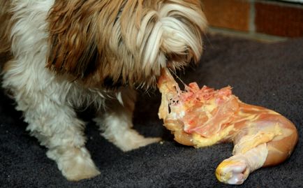 Carnea crudă pentru câini este posibil pentru a da, beneficii și rău, despre câini