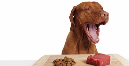 Carnea crudă pentru câini este posibil pentru a da, beneficii și rău, despre câini