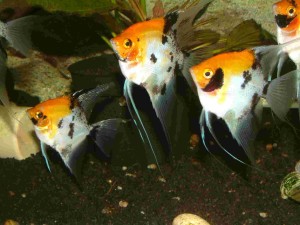 îngrijire scalari și întreținerea descriere reproducere de reproducere, pești de acvariu