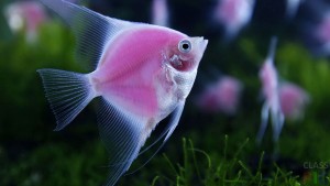 îngrijire scalari și întreținerea descriere reproducere de reproducere, pești de acvariu