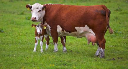 Câte zile, luni, poartă un vițel de vacă sau de durata sarcinii și modul în care procesul