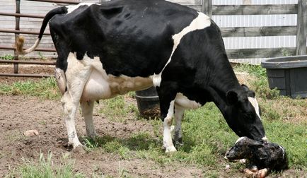 Câte zile, luni, poartă un vițel de vacă sau de durata sarcinii și modul în care procesul