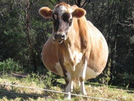 Câte vițel vacă poartă caracteristici ale sarcinii la bovine