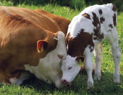 Câte vițel vacă poartă caracteristici ale sarcinii la bovine