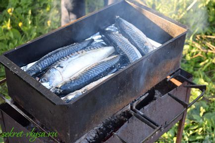 Macrou afumat, cum să fumeze pește la domiciliu