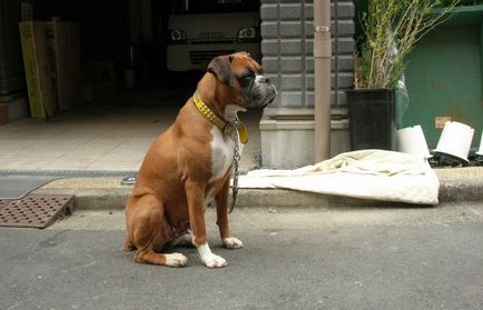 Serviciul de rasa de câine de top-10 cu fotografii și nume, „da laba“