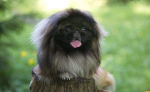 Serviciul de rasa de câine de top-10 cu fotografii și nume, „da laba“