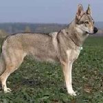 câine Doberman cât de mult costă, descrierea, caracteristicile, natura, prețul în Ucraina și România, casa