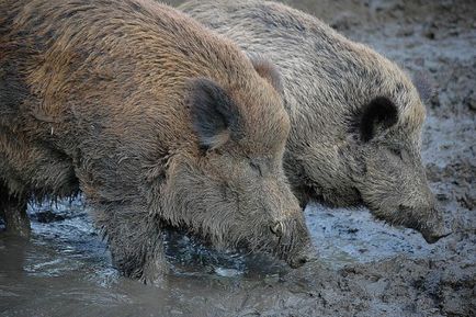 Câine și de porc compatibilitate în dragoste, horoscop căsătorie