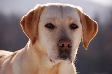 Companion caracteristici câine rasa și criterii de selecție