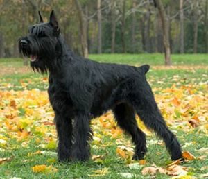 Dog Wolfhound tipuri comune, descrierea și caracteristicile acestora