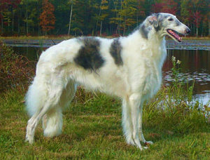 Dog Wolfhound tipuri comune, descrierea și caracteristicile acestora