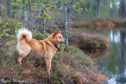 Husky husky câine fotografie