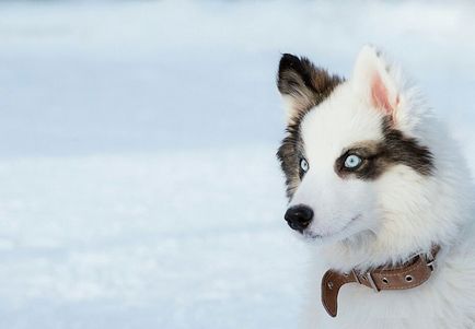 Husky husky câine fotografie