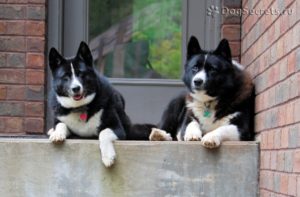 Câini Lista rase medii, cu fotografii și descrieri