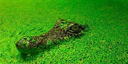 Interpretare vis crocodil crocodil ce vise in timpul somnului