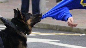 Ambalaj de vis Interpretare (ambalaj) câini într-un vis pentru a vedea o femeie care este atacat