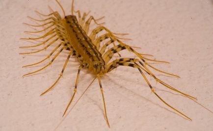 Centipede în apartament Cum sa scapi in casa, casa miriapod, insecte negre miriapod