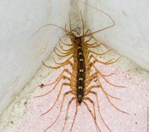 Centipede în apartament Cum sa scapi in casa, casa miriapod, insecte negre miriapod