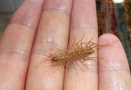 Centipede în apartament Cum sa scapi in casa, casa miriapod, insecte negre miriapod